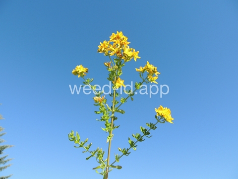 St. Johnswort, common